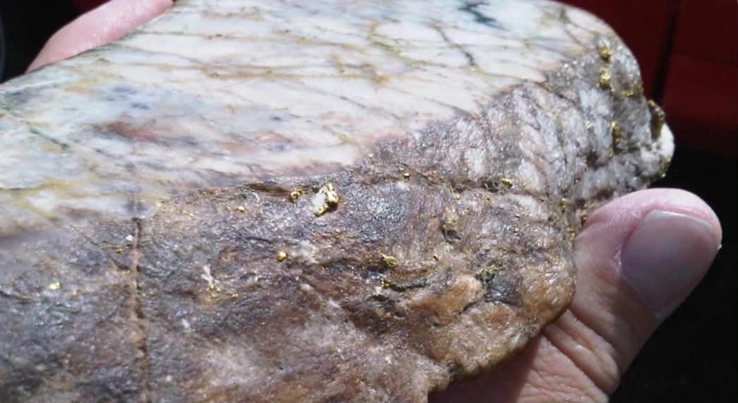 Vein Specimen